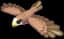 Black Kite — item image