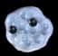 Frogspawn — item image