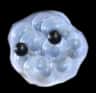 Frogspawn — item image
