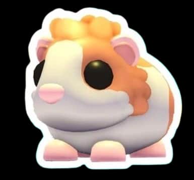 Red Dutch Guinea Pig — item image