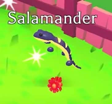 Salamander — item image