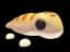 Sandfish — item image