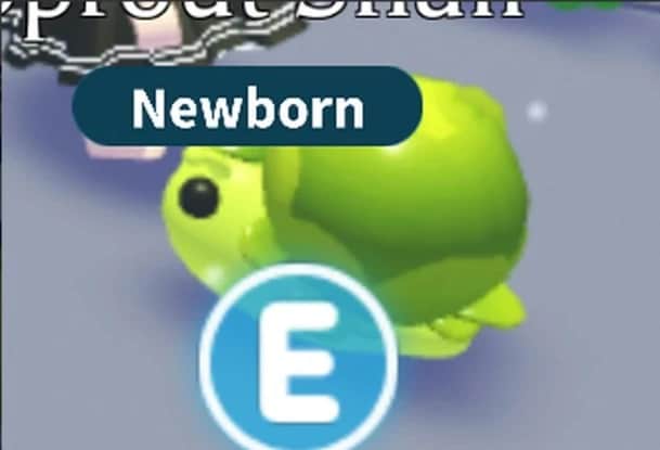 Sprout Snail — item image