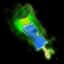 Zombie Leg — item image