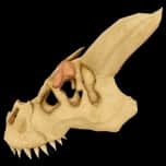 T-Rex Skull — item image