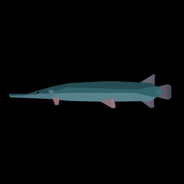 Alligator Gar — item image