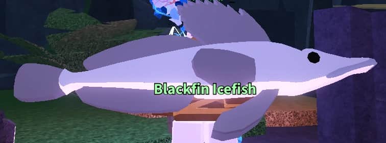 Blackfin Icefish — item image