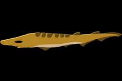 Blackmouth Catshark — item image