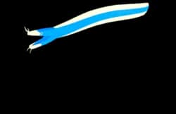 Blue Ribbon Eel — item image