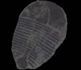 Calcified Trilobite — item image