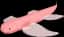 Cave Angel Fish — item image