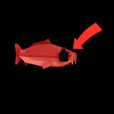 Clout Carp — item image