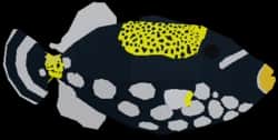 Clowned Triggerfish — item image