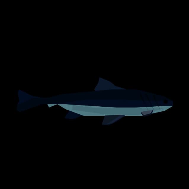 Cobia — item image