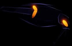 Cockatoo Squid — item image