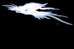 Colossal Ethereal Dragon — item image