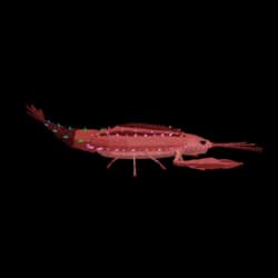 Crystal Lobster — item image