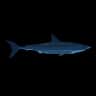 Great White Shark — item image