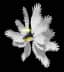 Seraphfin — item image
