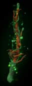 Vineweaver Rod — item image