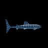 Whale Shark — item image