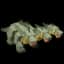 Hydra — item image