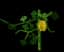 Star Fruit — item image