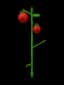 Tomato — item image