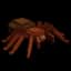 Trapdoor Spider — item image