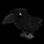 Black Crow — item image