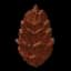 Conifer Cone Sapling — item image