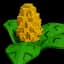 Corn — item image
