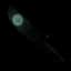 Moon — item image