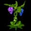 Grape — item image