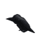 The Raven — item image