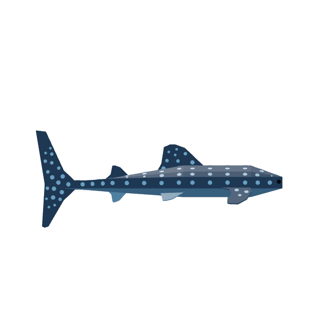 Whale Shark — item image
