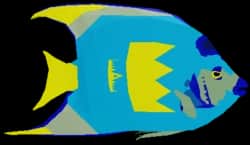 Cobalt Angelfish — item image