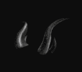 Black Iron Horns — item image